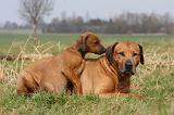 RODESIAN RIDGEBACK 121